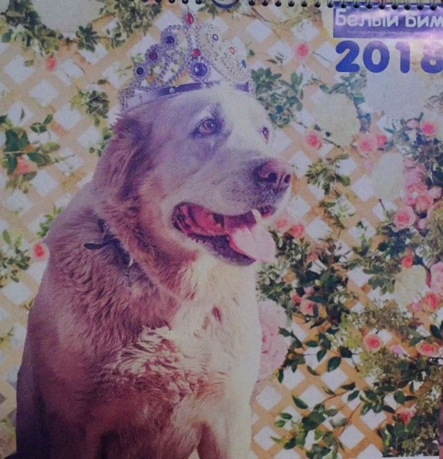 В пригороде Якутска неизвестные застрелили спасенную собаку волонтера-зоозащитника (Фото 18+)