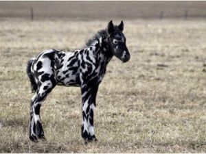 Фотофакт: Под Якутском родился жеребенок с пятнистым окрасом