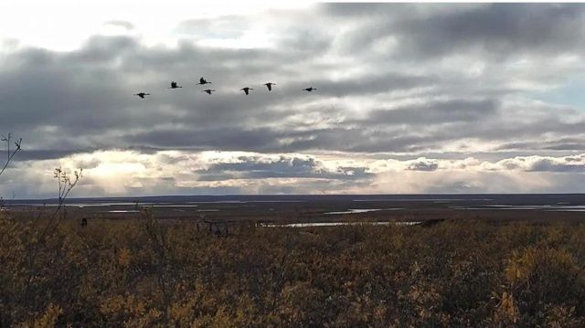 В национальном парке "Кыталык" журавли готовятся к дальнему перелёту