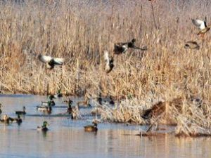 В Якутии началась выдача разрешений на охоту на дичь