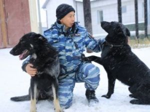Полицейский и его четвероногий напарник:  Разговор с кинологом