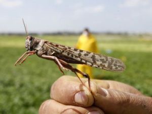 В Чурапчинском улусе начинается борьба с саранчой