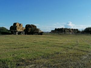 Олег Иринеев: Плановые показатели по кормозаготовке в Хангаласском улусе необходимо  выполнить
