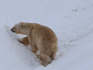 В Якутии объявлен конкурс на выбор имён для родившихся в зоопарке «Орто Дойду» медвежат