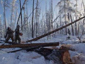 Жителя Момы судят за незаконную вырубку леса. Он выполнял подряд ГУП «ЖКХ РС(Я)» 