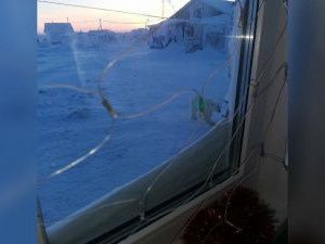 Белого медведя, гулявшего в селе Русское Устье, застрелили