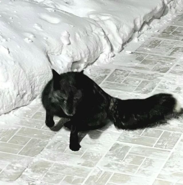 В Якутске второй месяц не могут поймать чернобурых лисиц, сбежавших из дома