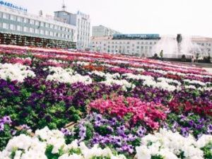 Цветущий Якутск: Приглашаем на ярмарку цветов и конкурс флористов