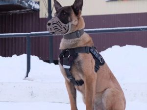 Служебная собака Ястреб из Якутского ОМОН претендует на победу в фотоконкурсе Росгвардии