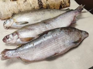 Опять «уголовка» за вылов пеляди