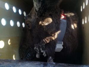 Верхоянского лосенка Бээчэ выпустили на волю