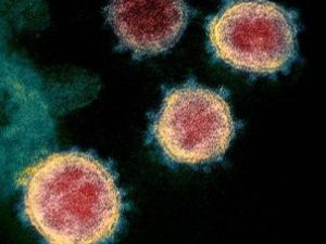 В России впервые выявили COVID-19 у кошки