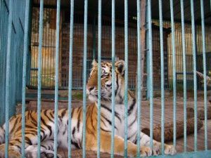 Животным из зоопарка «Орто Дойду» помогают шефской помощью