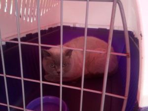 В ЯКУТСКЕ ПРОХОДИТ ЯРМАРКА-ПРИСТРОЙСТВО ЖИВОТНЫХ «СЧАСТЬЕ – В КАЖДЫЙ ДОМ»