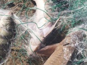 В Жатае иностранец незаконно выловил 11 экземпляров сибирского осетра: Ущерб составил около 3,5 млн рублей
