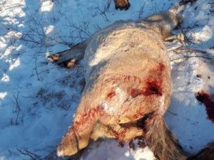 В Якутии неизвестные расстреляли лошадей. Внимание! Фото 18+