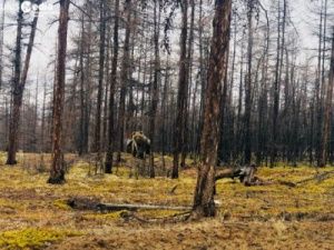 Якутская семья Татариновых встретила в лесу медвежью семью