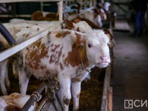 Семья Ивановых из Верхневилюйского района намерена запустить проект «Сайылык оҕото»