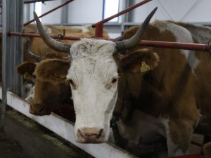 В Бясь-Кюёле в кратчайшие сроки восстановили животноводческий комплекс хозяйства «Атамай»