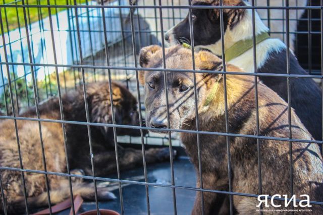 Новые очаги бруцеллеза собак выявили в Нюрбинском районе