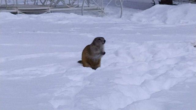 Весна! Якутские суслики вышли из нор