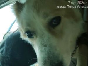 На территории Центрального округа столицы отловлено более 70 безнадзорных животных