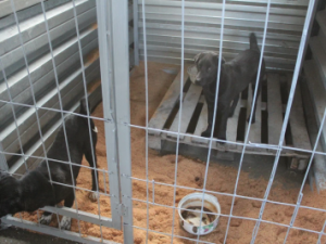 Приют для безнадзорных животных открылся в Покровске