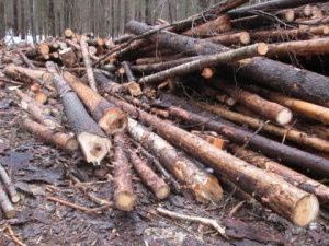 «Черный лесоруб» заплатит за ущерб лесу