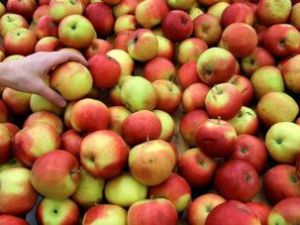 В Нижнем Бестяхе уничтожили зараженные фрукты