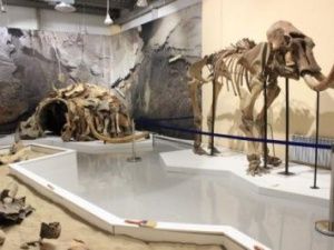 В Якутске открылась выставка древних животных