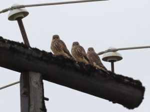 Воскресная встреча с соколиным семейством
