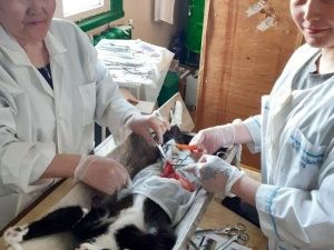 В Якутии ветеринары спасли кота, который проглотил… отвертку!