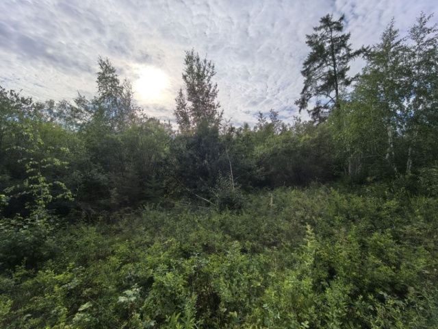 После драки 17-летний юноша ушел в лес и пропал без вести