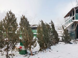 «Пышные или миниатюрные»: в Якутске началась продажа живых елей и сосен к Новому году