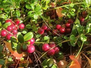 Сегодня якутян ждет кратковременное погружение в раннюю осень