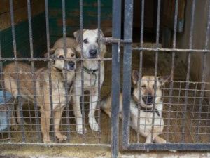 366 собак отловлено в Якутске с начала введения режима повышенной готовности