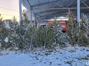 В Якутске стартовала продажа натуральных ёлок