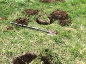 В Тулагино - Кильдямском наслеге проведена акция «Посади дерево» 