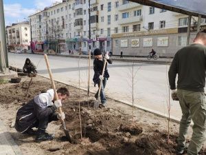 На новом проспекте Ленина высаживают саженцы березы