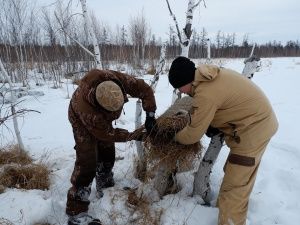 В резервате «Кэнкэмэ» установили искусственные гнезда для уток