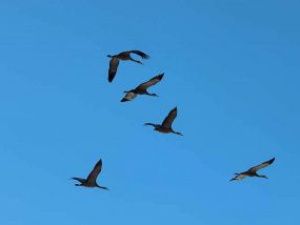 На Нижнюю Колыму прилетели журавли