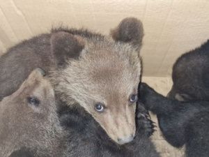 Трёх медвежат спасли в Мирнинском районе — теперь они летят во Владивосток авиакомпанией «Якутия»! 