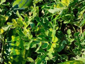 Сочные и хрустящие: жительница Якутска выращивает арбузы на своем участке