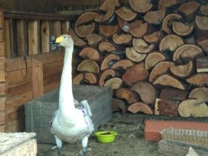 В Ленском районе поймали одинокого дикого лебедя