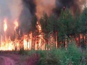 Минприроды: действующие лесные пожары угрозы населенным пунктам и объектам экономики не представляют