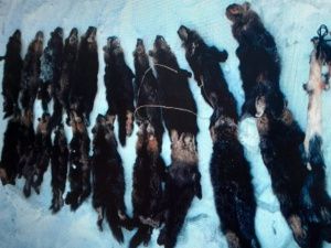 В Якутии браконьер добыл 32-х соболей при помощи капканов