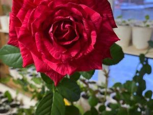 Я подарю вам лилии — желтые, красные, синие…