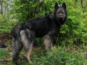 Овчарка Вульф помогла найти воров в Якутске