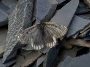 В Якутии обнаружен новый подвид редчайшей арктической бабочки