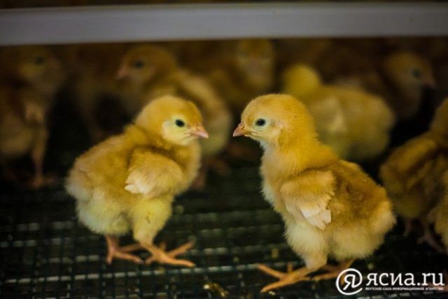 Учения по борьбе с птичьим гриппом проведут в Якутии